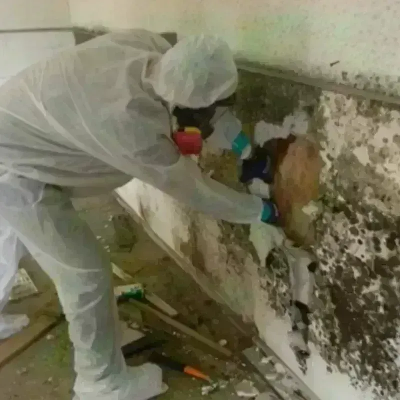 Mold Remediation and Removal in Nickerson, KS